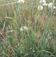 Tragopogon dubius (Goatsbeard) at Corrowong, NSW - 17 Jan 2019 by BlackFlat