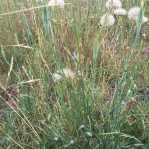 Tragopogon dubius at Corrowong, NSW - 17 Jan 2019