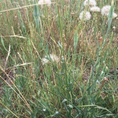 Tragopogon dubius (Goatsbeard) at Corrowong, NSW - 17 Jan 2019 by BlackFlat