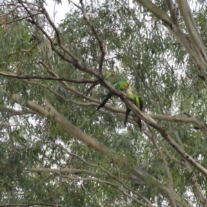 Polytelis swainsonii at Hughes, ACT - suppressed