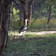 Threskiornis spinicollis (Straw-necked Ibis) at Hughes, ACT - 16 Jan 2019 by JackyF