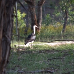 Threskiornis spinicollis (Straw-necked Ibis) at Hughes, ACT - 15 Jan 2019 by JackyF