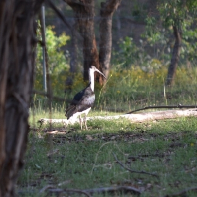Threskiornis spinicollis (Straw-necked Ibis) at Hughes, ACT - 15 Jan 2019 by JackyF