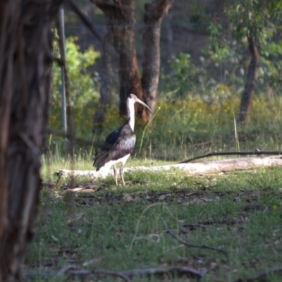 Threskiornis spinicollis (Straw-necked Ibis) at Hughes, ACT - 16 Jan 2019 by JackyF