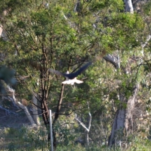 Threskiornis spinicollis at Hughes, ACT - 16 Jan 2019 06:47 AM