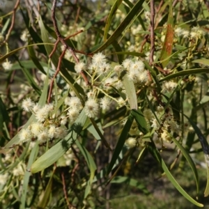 Acacia implexa at Symonston, ACT - 17 Jan 2019