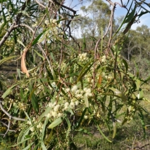 Acacia implexa at Symonston, ACT - 17 Jan 2019