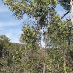 Acacia implexa at Symonston, ACT - 17 Jan 2019