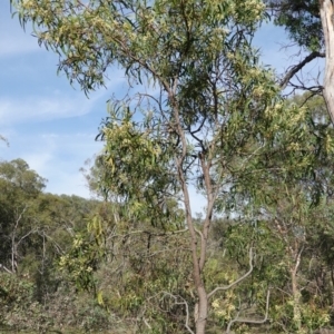 Acacia implexa at Symonston, ACT - 17 Jan 2019