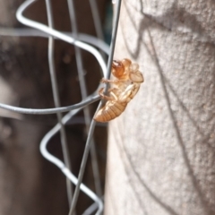 Cicadettini sp. (tribe) (Cicada) at Symonston, ACT - 17 Jan 2019 by JackyF