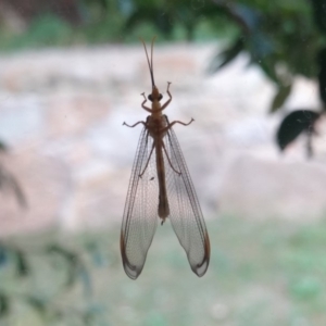 Nymphes myrmeleonoides at Hughes, ACT - 16 Jan 2019 07:13 PM