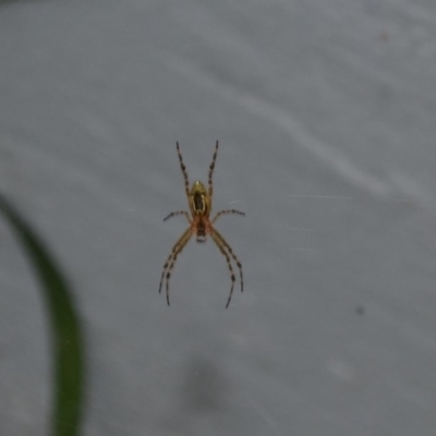 Plebs bradleyi (Enamelled spider) at Hughes, ACT - 16 Jan 2019 by JackyF