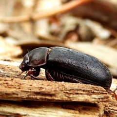 Melolonthinae (subfamily) (Cockchafer) at Crooked Corner, NSW - 8 Jan 2019 by Milly