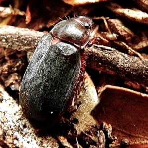 Melolonthinae sp. (subfamily) at Crooked Corner, NSW - 8 Jan 2019