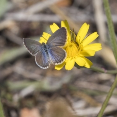 Zizina otis (Common Grass-Blue) at Dunlop, ACT - 14 Nov 2018 by Alison Milton