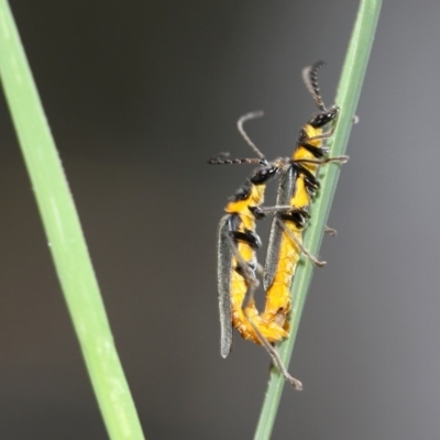 Chauliognathus lugubris (Plague Soldier Beetle) at Acton, ACT - 21 Mar 2015 by HarveyPerkins