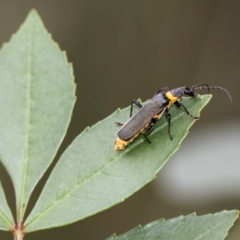 Chauliognathus lugubris at Acton, ACT - 21 Mar 2015