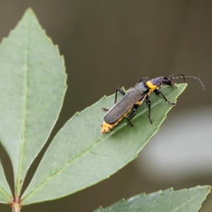 Chauliognathus lugubris at Acton, ACT - 21 Mar 2015