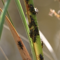 Chauliognathus lugubris at Acton, ACT - 21 Mar 2015