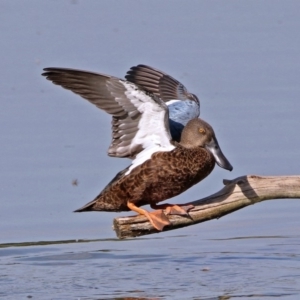 Spatula rhynchotis at Fyshwick, ACT - 17 Jan 2019