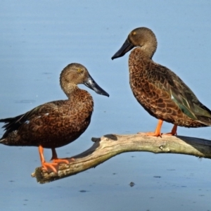 Spatula rhynchotis at Fyshwick, ACT - 17 Jan 2019