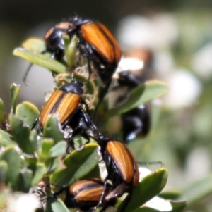 Phyllotocus marginipennis at Tennent, ACT - 26 Dec 2014 10:58 AM