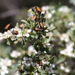 Phyllotocus marginipennis at Tennent, ACT - 26 Dec 2014