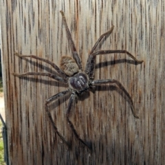 Isopeda sp. (genus) (Huntsman Spider) at Fyshwick, ACT - 16 Jan 2019 by RodDeb