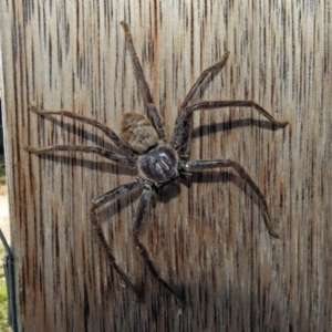 Isopeda sp. (genus) at Fyshwick, ACT - 17 Jan 2019