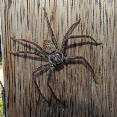 Isopeda (genus) (Huntsman Spider) at Jerrabomberra Wetlands - 17 Jan 2019 by RodDeb