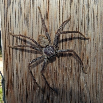 Isopeda sp. (genus) (Huntsman Spider) at Jerrabomberra Wetlands - 16 Jan 2019 by RodDeb