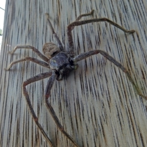 Isopeda sp. (genus) at Fyshwick, ACT - 17 Jan 2019