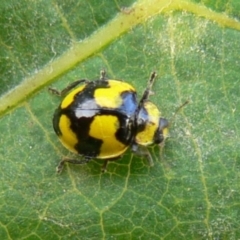 Illeis galbula (Fungus-eating Ladybird) at Kambah, ACT - 20 Mar 2009 by HarveyPerkins