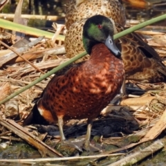 Anas castanea (Chestnut Teal) at Fyshwick, ACT - 17 Jan 2019 by RodDeb