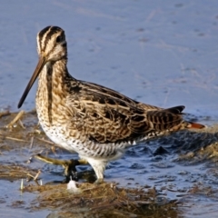 Gallinago hardwickii (Latham's Snipe) at Fyshwick, ACT - 16 Jan 2019 by RodDeb