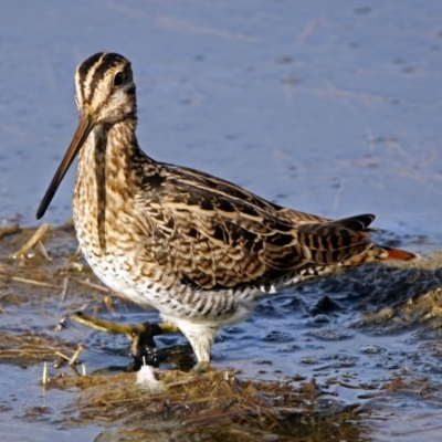 Gallinago hardwickii (Latham's Snipe) at Fyshwick, ACT - 17 Jan 2019 by RodDeb