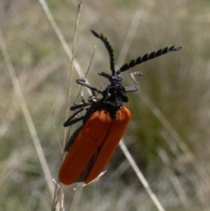 Porrostoma rhipidium at Rendezvous Creek, ACT - 4 Nov 2008