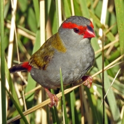 Neochmia temporalis (Red-browed Finch) at Fyshwick, ACT - 17 Jan 2019 by RodDeb