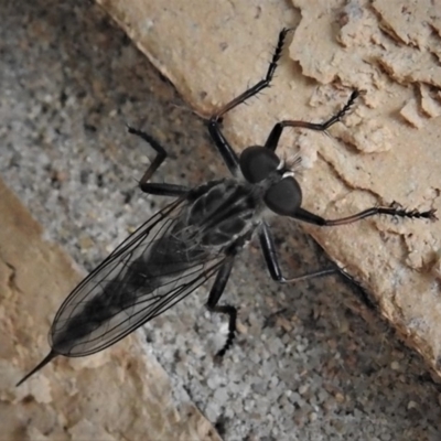 Cerdistus sp. (genus) (Slender Robber Fly) at Wanniassa, ACT - 17 Jan 2019 by JohnBundock