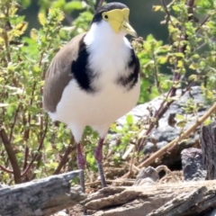 Vanellus miles (Masked Lapwing) at Parkes, ACT - 30 Nov 2018 by jb2602