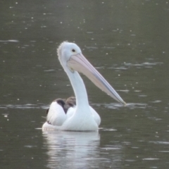 Pelecanus conspicillatus (Australian Pelican) at Paddys River, ACT - 17 Jan 2019 by MichaelBedingfield