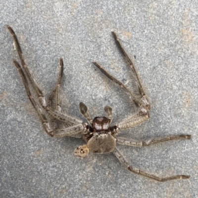 Isopeda sp. (genus) (Huntsman Spider) at Watson, ACT - 17 Jan 2019 by AaronClausen