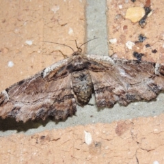 Pholodes sinistraria (Sinister or Frilled Bark Moth) at Pollinator-friendly garden Conder - 18 Dec 2018 by michaelb