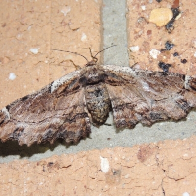 Pholodes sinistraria (Sinister or Frilled Bark Moth) at Conder, ACT - 18 Dec 2018 by michaelb