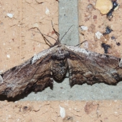 Pholodes sinistraria at Conder, ACT - 18 Dec 2018 10:10 PM