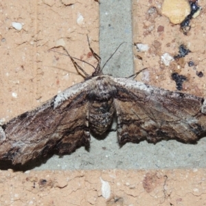 Pholodes sinistraria at Conder, ACT - 18 Dec 2018 10:10 PM