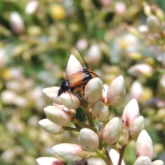 Phyllotocus navicularis (Nectar scarab) at Pollinator-friendly garden Conder - 24 Dec 2018 by michaelb