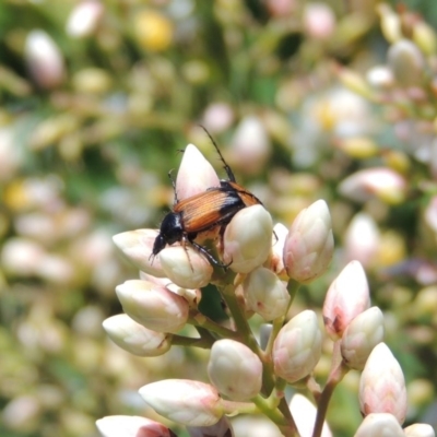 Phyllotocus navicularis (Nectar scarab) at Pollinator-friendly garden Conder - 24 Dec 2018 by michaelb