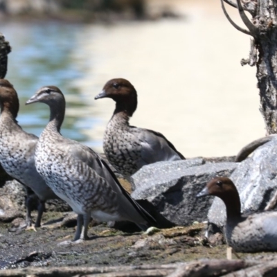 Chenonetta jubata (Australian Wood Duck) at Parkes, ACT - 30 Nov 2018 by jb2602