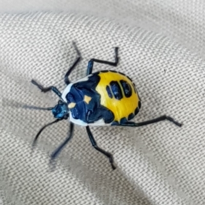 Commius elegans (Cherry Ballart Shield Bug) at Paddys River, ACT - 17 Jan 2019 by laura.williams